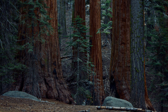 Inside redwood forest
