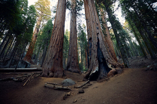 Majestic sequoias 