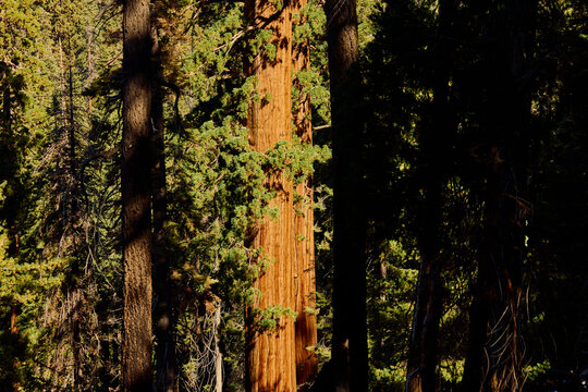 Sequoia trees