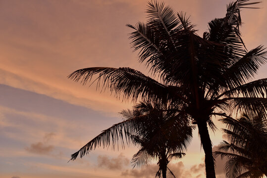 Palm trees stand against a colorful sky during sunset