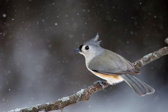 Tufted Titmouse