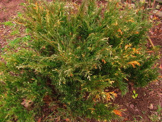 Spreading evergreen juniper shrub in an early spring garden landscape