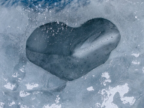 close-up of dark heart-shaped patch under cracked ice