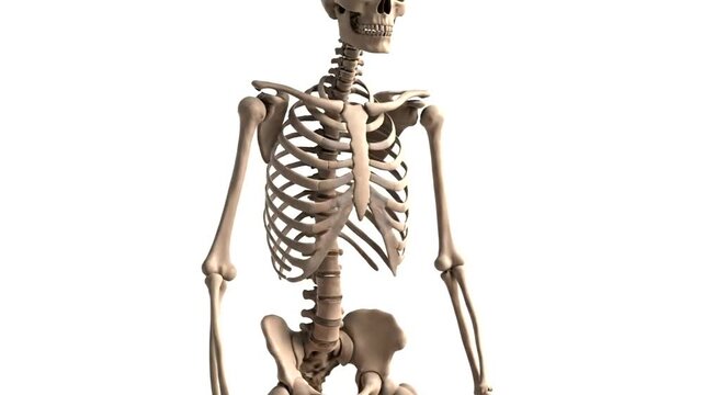 Human skeleton model for medical education.