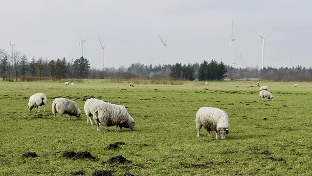 Flock of sheep grazing on green pasture with wind turbines in the background, showcasing a serene rural landscape in a cloudy environment