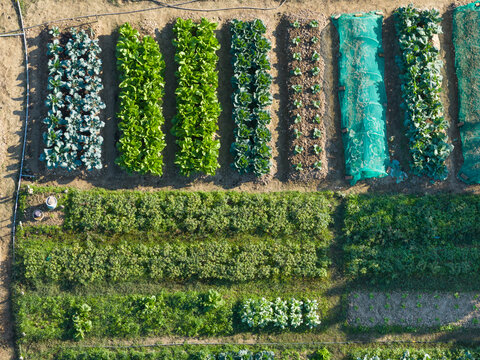 Aerial View of Urban Community Garden with Vegetable.