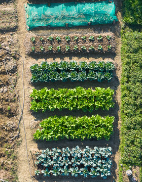 Aerial View of Lush Organic Community Vegetable Garden