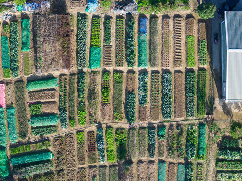 Aerial View of Community Garden and Urban Farming Plots