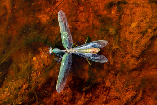 Insect Over Mineral Water
