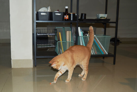 Cat plays at home 
