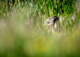 Obraz premium Beautiful burrowing owl hiding in the grass in springtime