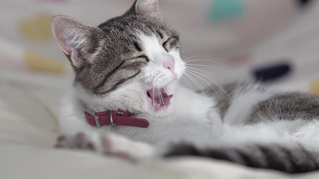 Loving aegean sleeepy cat yawning lying on sofa, selective focus cinematic shot