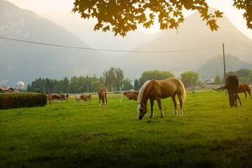 Beautiful horse in the freedom in Alps © Natalia