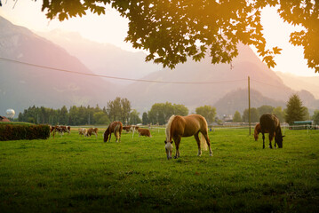 Beautiful horse in the freedom in Alps © Natalia