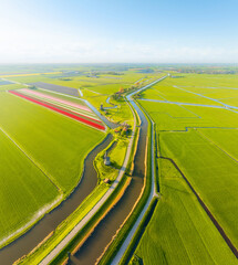 Fototapeta premium Aerial view of vibrant tulip fields in the Netherlands at sunrise. Traditional Dutch windmill stands by a calm canal. Symmetrical rows of colorful flowers creating a stunning geometric pattern.