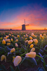 Windmill and flowers in the Netherlands. Picturesque countryside landscape at sunrise featuring a historic windmill. Bright sky during sunrise. Vibrant rows of tulips under a sunset sky.