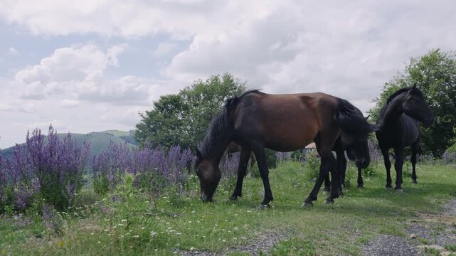 A herd of wild pinto colored horses of a pasture of wilderness area, slow motion
