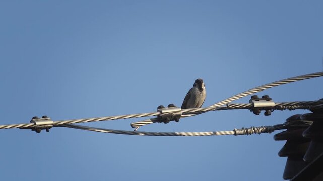 Sparrow bird on an electric power line wire, selective focus cinematic graded shot