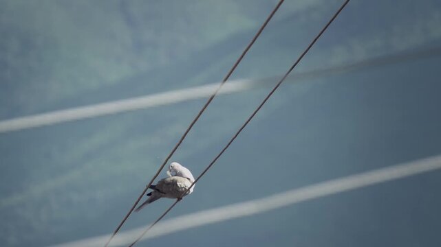 Eurasian collared dove on a electrical wire streptopelia decaocto