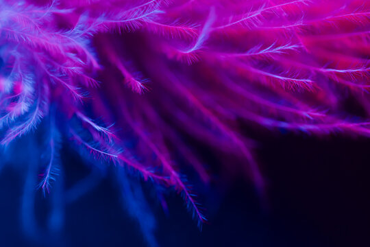 Abstract violet background