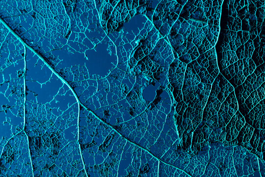 Abstract skeleton leaf background with cyan light