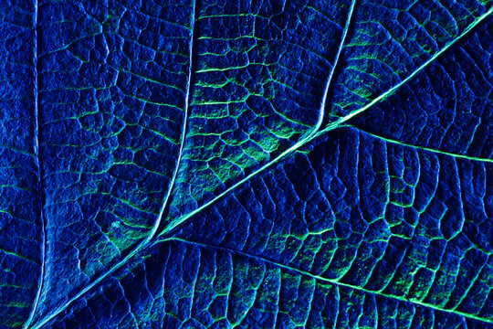 Abstract ultraviolet light background with skeleton leaf