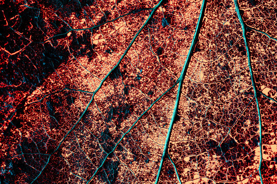 Abstract decaying leaf with veins and texture in bright orange light