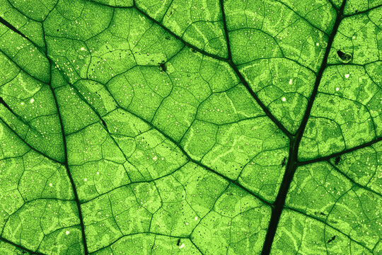 Abstract leaf background with green veins