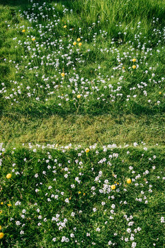 A lawn mower has cut a fresh path through the lawn