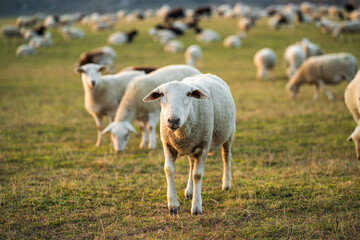 Fototapeta premium Flock of sheep feeding on fresh grass in an open fenced paddock surrounded by urban infrastructure. Contrast between rural livestock farming and city landscape in summertime.