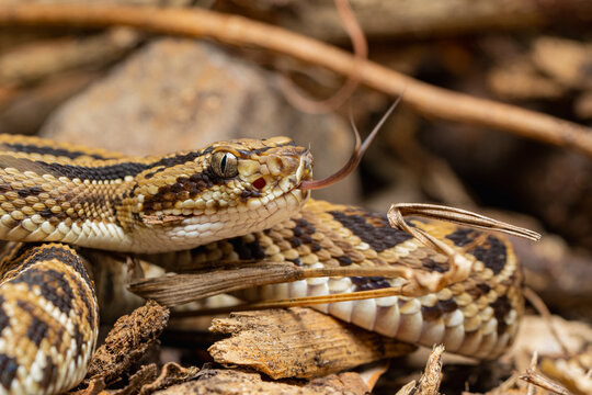 Juvenile Rattlesnake Coiled On Dry Leaves In Wild Habitat