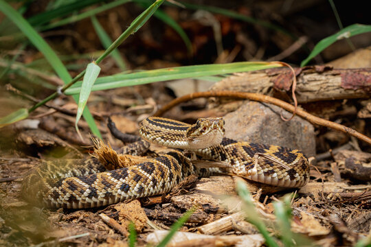 Perspective Of Juvenile Crotalus Rested Among Dry Leaves
