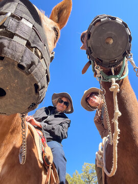 Mule Ride in Grand Canyon National Park