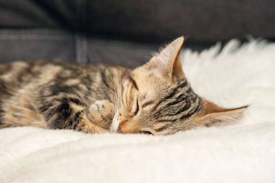 Close-up of a sleeping kitten on a soft blanket in a cozy home environment
