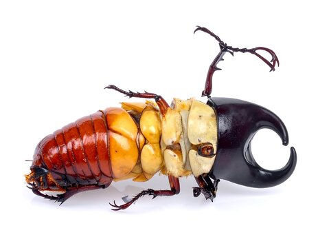 Upside-down close-up of a large beetle, showcasing its underbelly