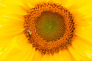 Macro shot of a bee on the textured center of a vibrant yellow sunflower. insect detail, nature photography, summer garden.