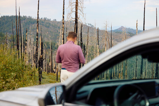Burned forest trees in Yosemite National Park