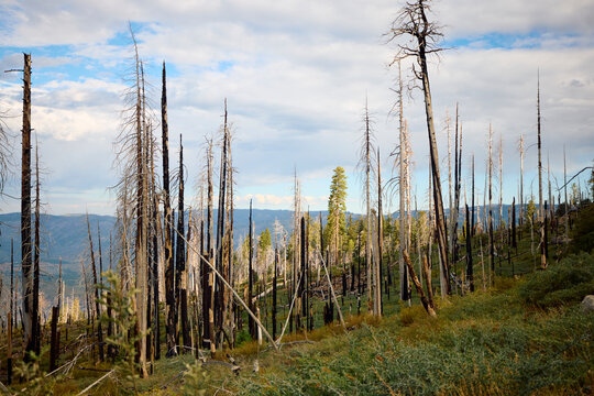 Dead trees in Yosemite National Park