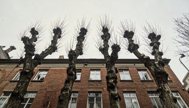 Bare pollarded deciduous trees lined symmetrically beside brick residential building under gray cloudy sky