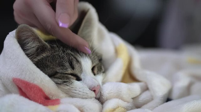 Aegean cat enjoying gentle strokes from its owner, Cat petting