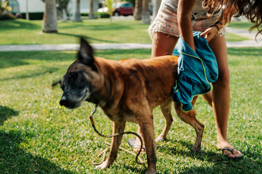 Drying Dog with towel outdoors