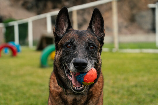 Happy Dog with Colorful Ball in Park
