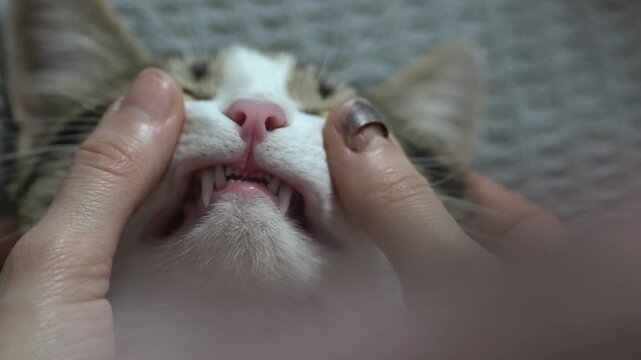veterinarian checks teeth to a cat. medicine, pet, health care concept