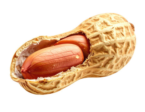 Close-up of a single, opened peanut revealing its light brown, wrinkled, veiny nut