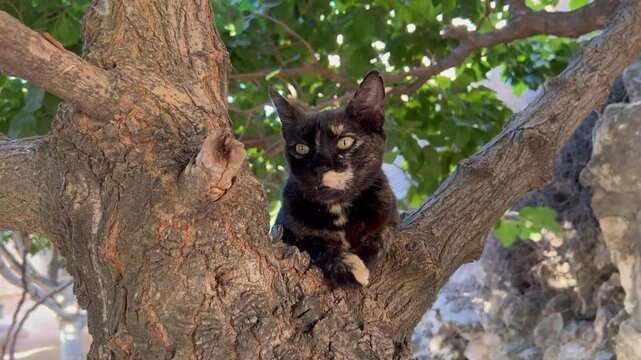 A tortoiseshell cat sits on a tree branch in a garden 