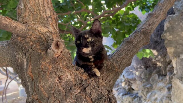 A tortoiseshell cat sits on a tree branch in a garden 