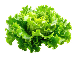 A vibrant, leafy green lettuce head with frilly edges against a black background