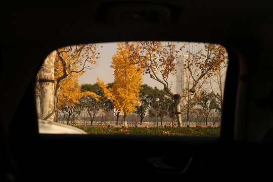 View of yellow trees from a car window