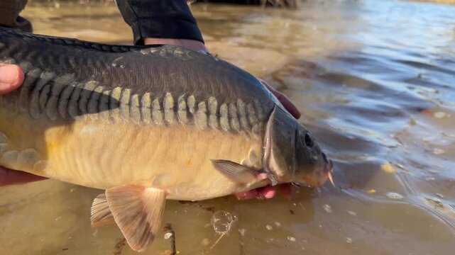 Two mirror carp &ndash; Cyprinus carpio &ndash; released in muddy freshwater during a catch and release no kill practice. Slow motion close up shows the fish gliding back into the lake with swirling water effect.