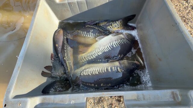 Close view of mirror carp Cyprinus carpio moving inside a fish farming container before release into a lake, illustrating restocking operations for recreational fishing near Bordeaux France